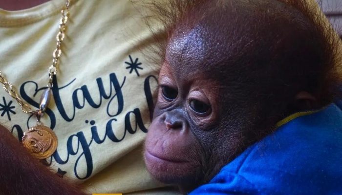 Sepasang Pasutri Serahkan Bayi Orangutan ke BKSDA