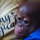 Bayi orangutan yang diserahkan Wahyudi dan istri ke BKSDA Kalbar. | Foto: Instagram BKSDA Kalbar