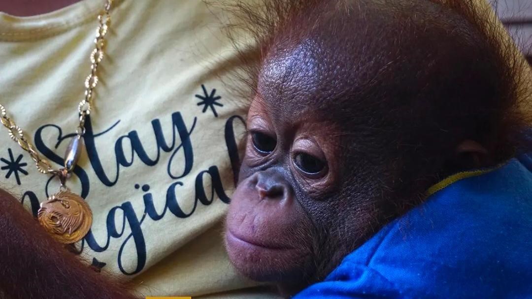 Bayi orangutan yang diserahkan Wahyudi dan istri ke BKSDA Kalbar. | Foto: Instagram BKSDA Kalbar