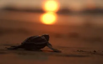 Seekor tukik yang dilepasliarkan di Pantai Lampuuk, Kabupaten Aceh Besar, Provinsi Aceh. | Foto: Mardili/Garda Animalia