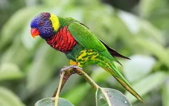 Ilustrasi perkici pelangi (Trichoglossus haematodus), burung dilindungi yang diamankan di Pelabuhan Manokwari. Sumber foto: Benjamint444/Wikimedia Commons