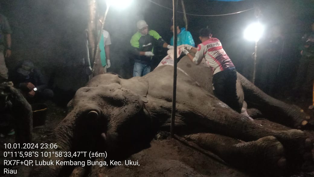 Petugas melakukan pemeriksaan terhadap gajah hingga tengah malam. | Foto: BBKSDA Riau