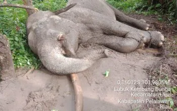 Rahman, mati karena racun dengan kondisi gading kiri yang terpotong. | Foto: BBKSDA Riau