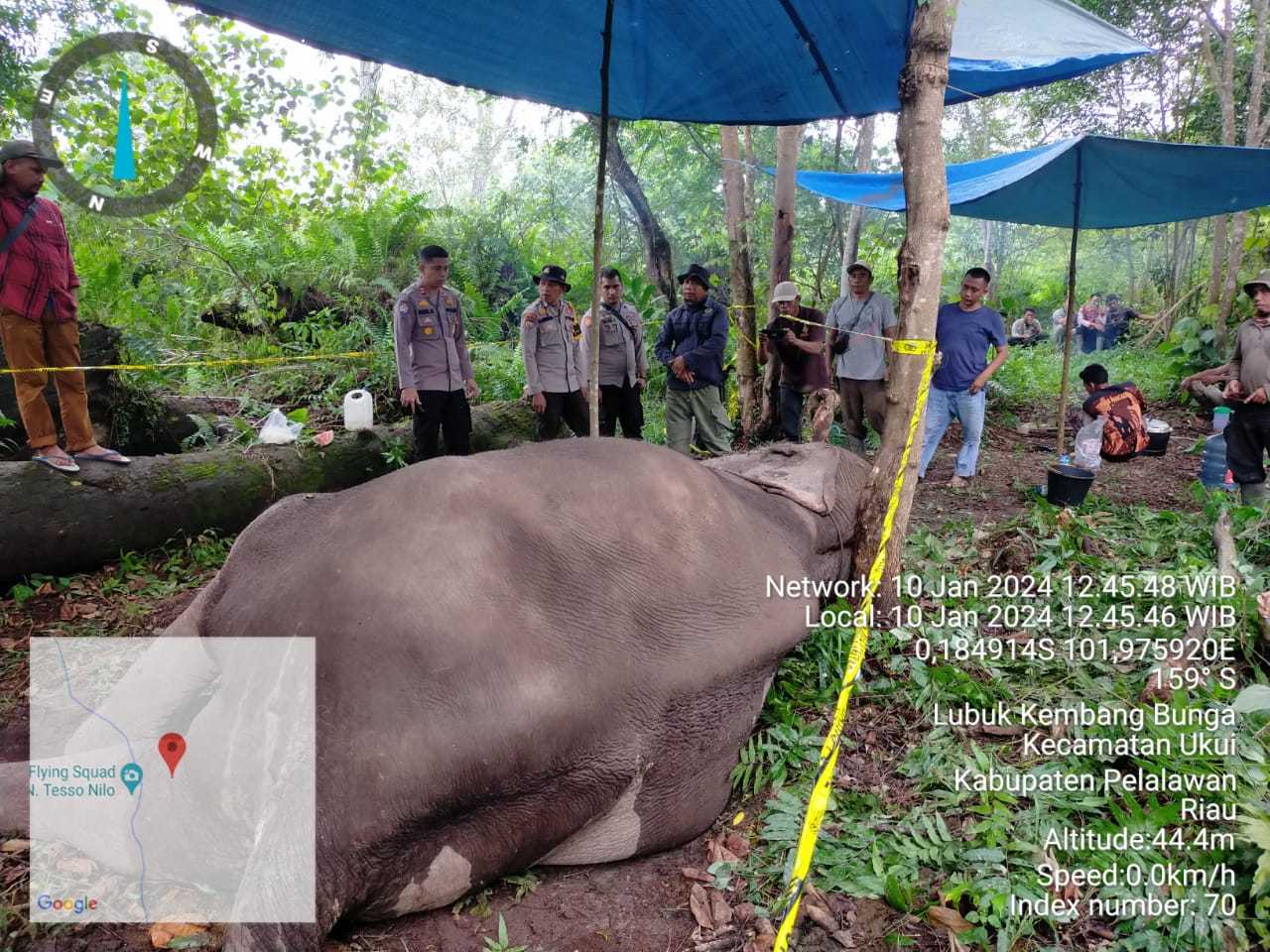 Penjagaan yang dilakukan di lokasi kematian gajah Rahman. | Foto: BBKSDA Riau