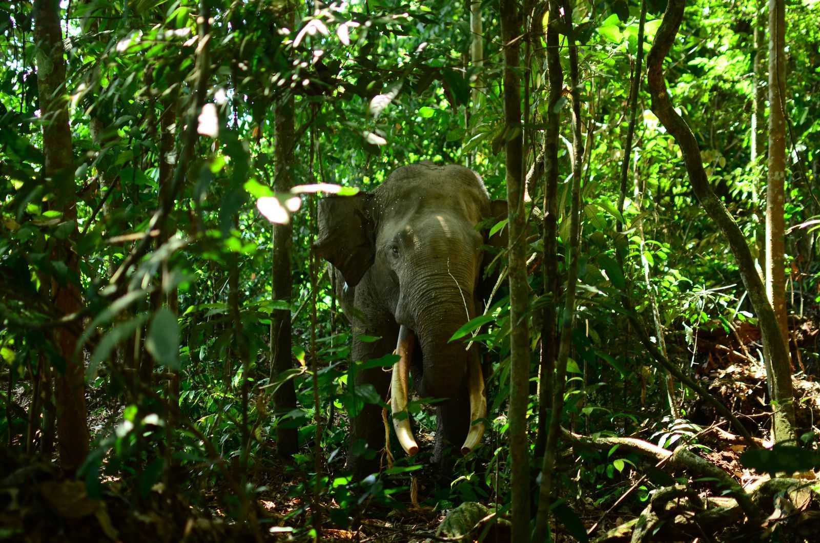 Gajah Rahman semasa hidup. Ia menjadi gajah jinak yang membantu petugas dalam mitigasi konflik gajah liar dan masyarakat. | Rahmi Carolina/Mongabay Indonesia