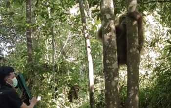 Rongring, orangutan sumatera betina berusia sekitar 30 tahun yang dilepasliarkan di Suaka Margasatwa Siranggas, Pakpak Bharat, Sumatra Utara. Sumber: tangkapan layar video BBKSDA Sumatra Utara
