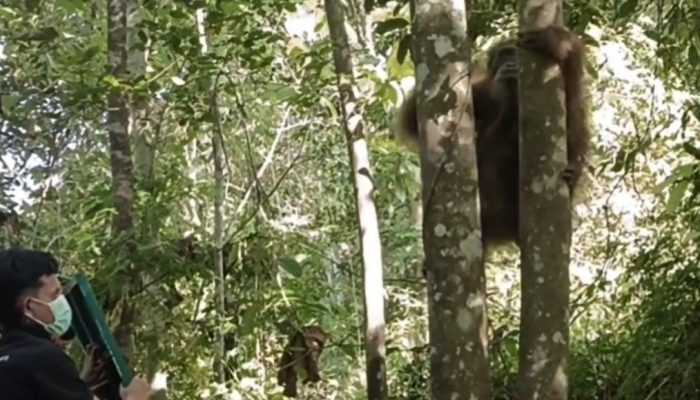 Orangutan Rongring Dilepasliarkan di Siranggas