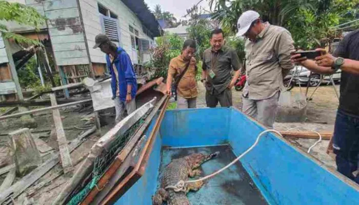 Dua ekor Buaya Sinyulong Diserahkan Warga ke BKSDA