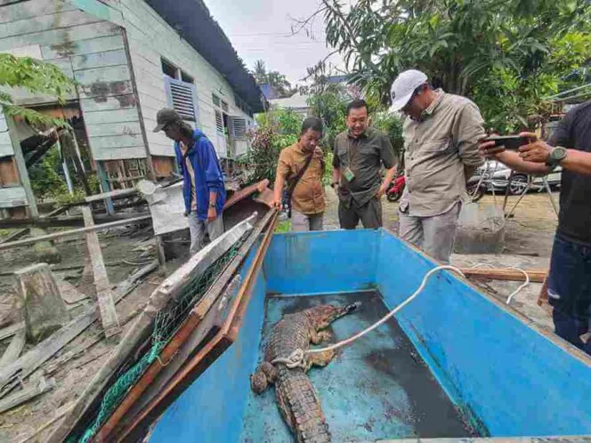 Penyerahan buaya sinyulong dari Komunitas Reptil Karimun kepada BKSDA. | Foto: Kepripedia