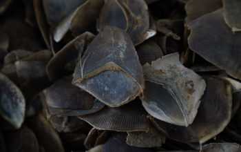 Ilustrasi sisik trenggiling sebagai barang bukti perdagangan bagian tubuh satwa dilindungi. | Foto: Ken/Garda Animalia