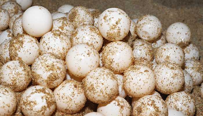 Ribuan Telur Penyu Hasil Curian Berpotensi Menetas