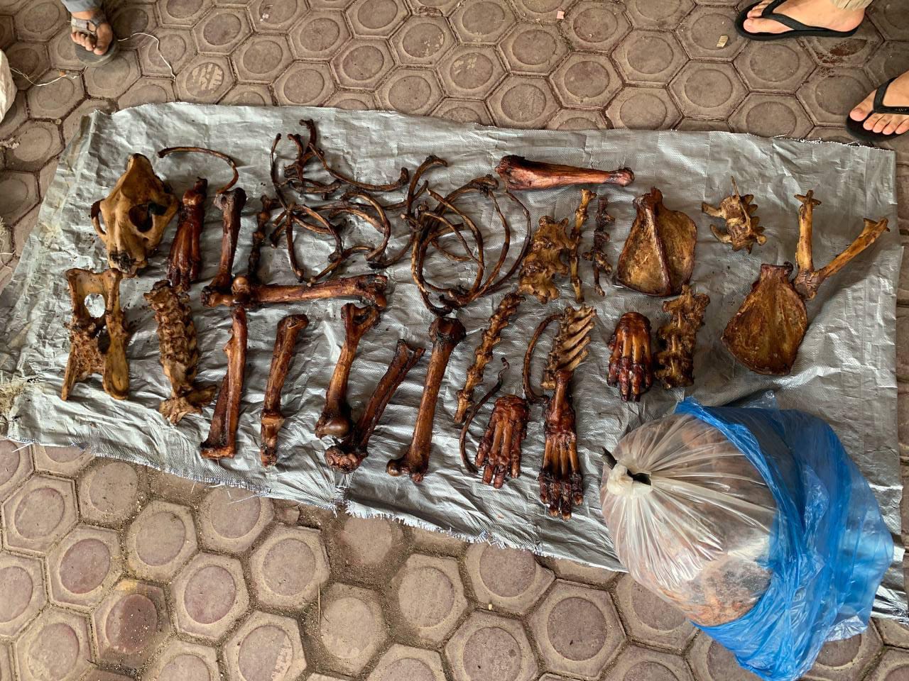 Tulang belulang harimau sumatera yang diperdagangkan oleh KDI (48) dan MHB (24). | Foto: Istimewa
