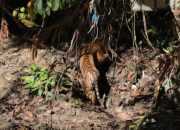 Harimau sumatera betina bernama Begu Kluti dilepasliarkan di Taman Nasional Gunung Leuser pada Selasa (20/2/2024). | Foto: Antara/HO-KLHK