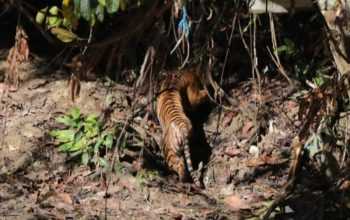 Harimau sumatera betina bernama Begu Kluti dilepasliarkan di Taman Nasional Gunung Leuser pada Selasa (20/2/2024). | Foto: Antara/HO-KLHK