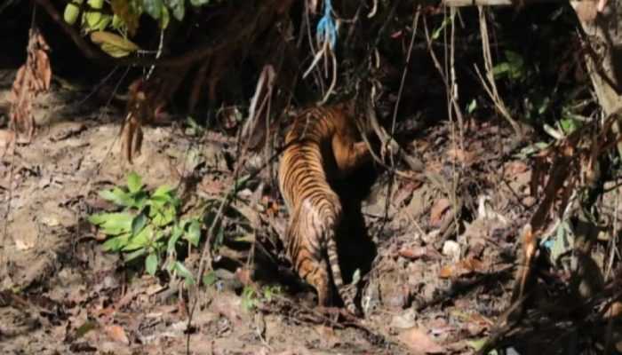 Harimau Begu Kluti Dilepaskan di TN Gunung Leuser