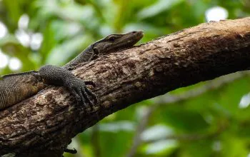 Ilustrasi biawak air (Varanus salvator). | Foto: Muhammad Al Fatih/Wikimedia Commons