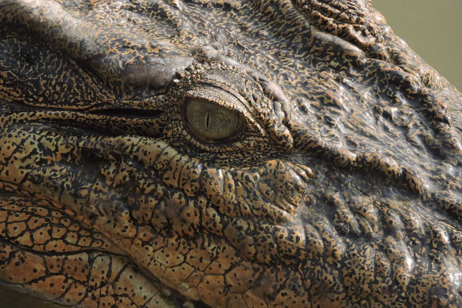 Ilustrasi mata buaya muara (Crocodylus porosus). | Foto: Bayu Nanda/Garda Animalia