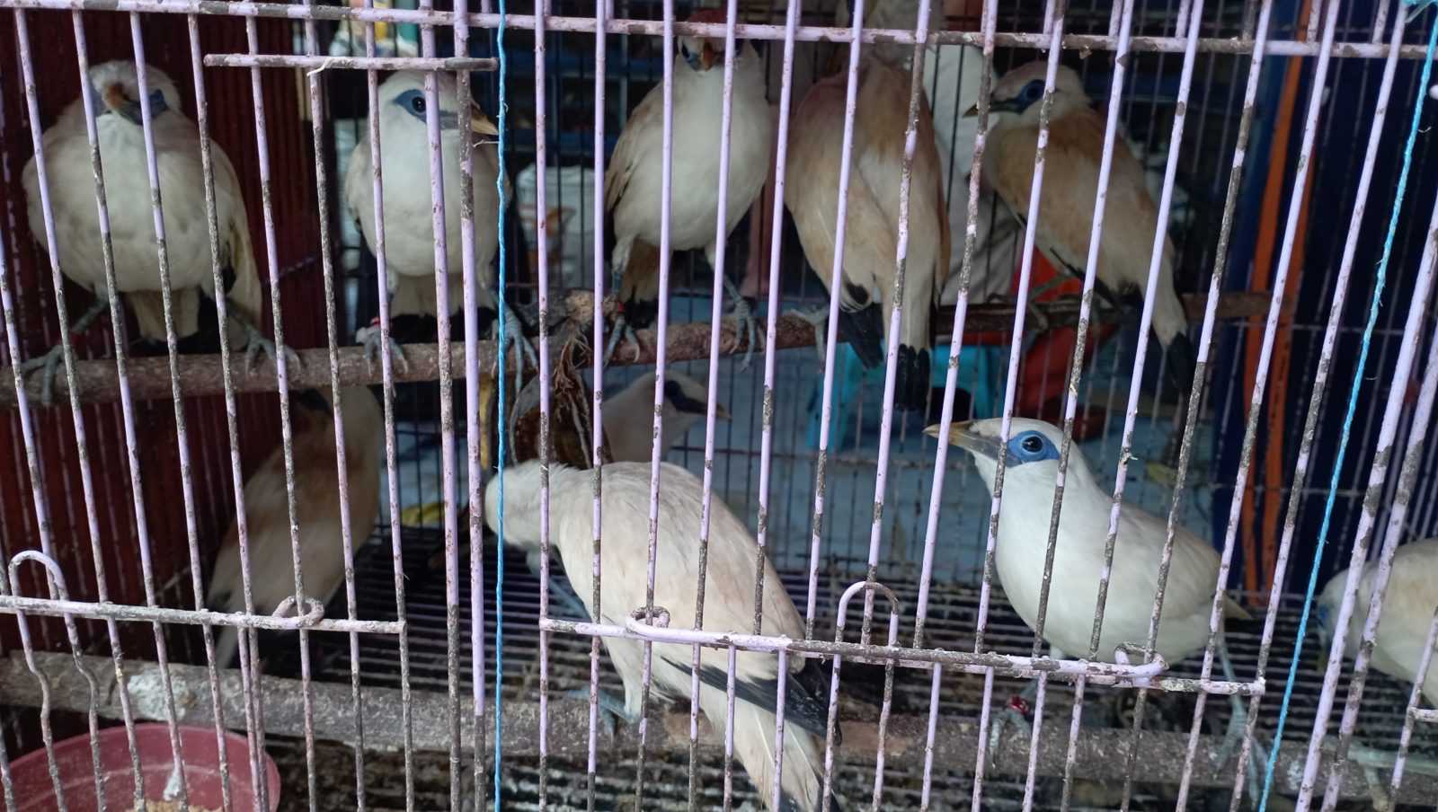 Sekumpulan burung curik bali yang ditemukan di Pasar Burung Pramuka. | Foto: Bayu Nanda/Garda Animalia