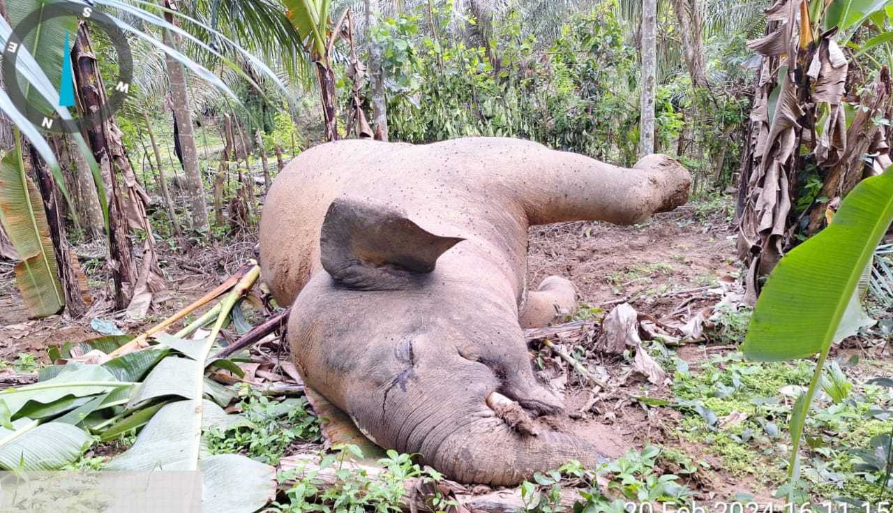 Seekor gajah jantan berusia 13 tahun yang ditemukan mati di APL karena tersengat listrik. | Foto: BKSDA Aceh