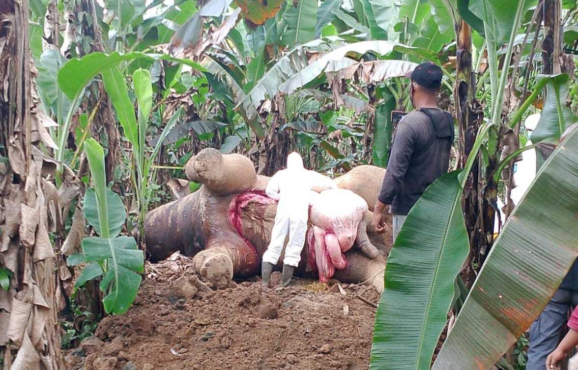 Bedah organ yang dilakukan tim medis untuk pastikan penyebab kematian gajah sumatra. | Foto: BKSDA Aceh
