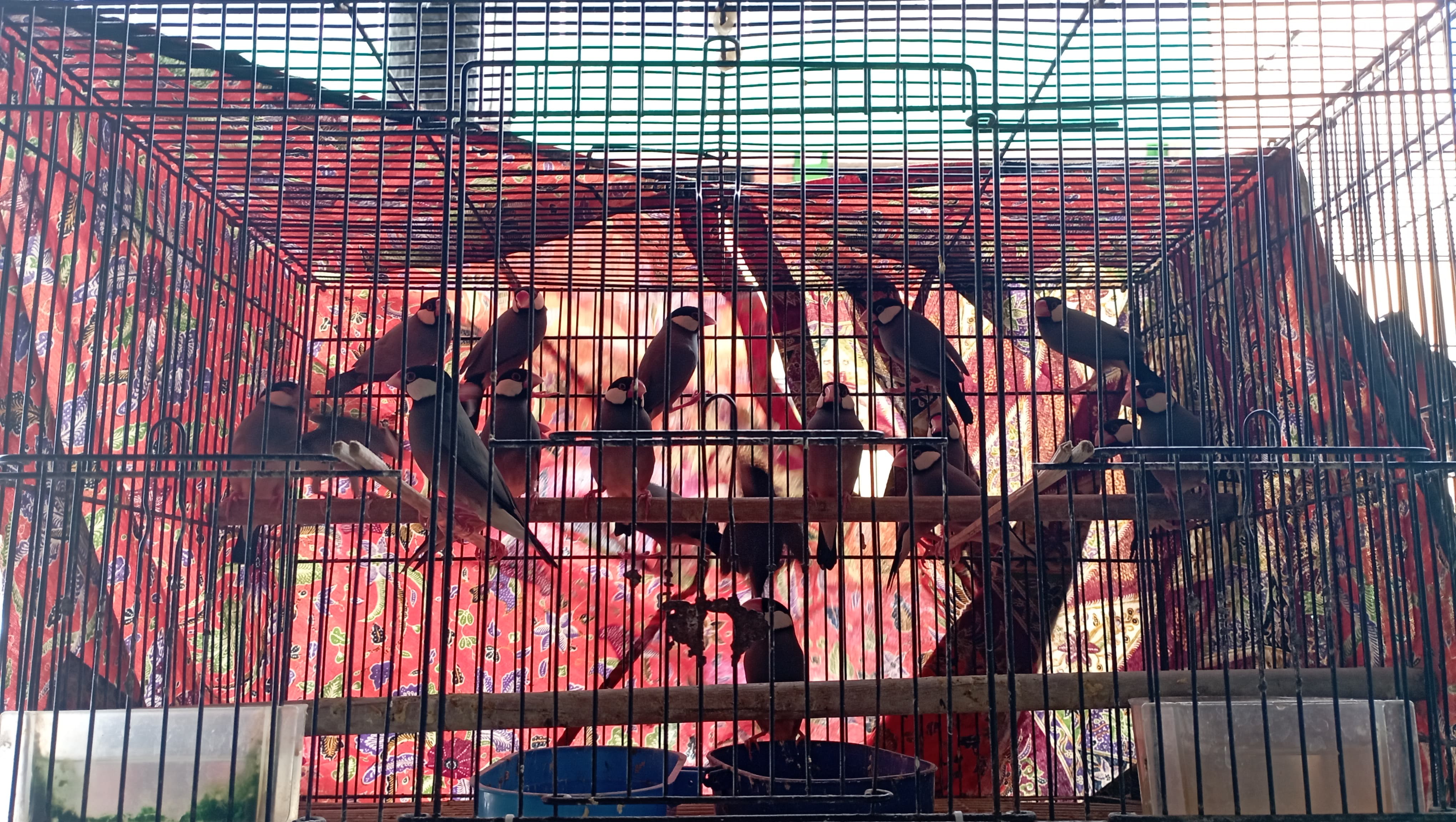Gelatik jawa, burung dilindungi yang kerap ditemukan di Pasar Burung Pramuka. | Foto: Bayu Nanda/Garda Animalia