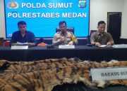 Jual Kulit Harimau Hasil Jerat Babi, 2 Warga Karo Ditangkap