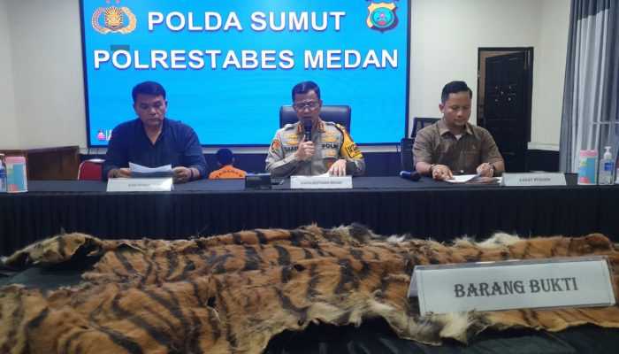 Jual Kulit Harimau Hasil Jerat Babi, 2 Warga Karo Ditangkap