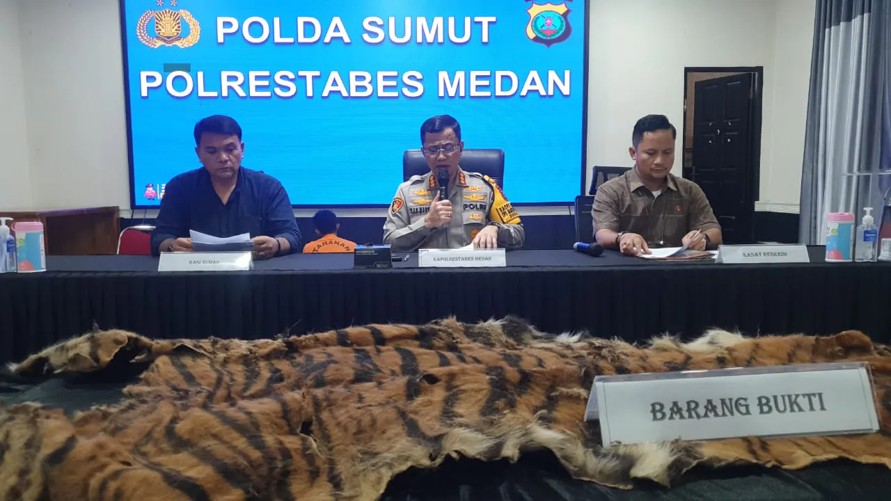 Selembar kulit harimau yang diperdagangkan. | Foto: Istimewa