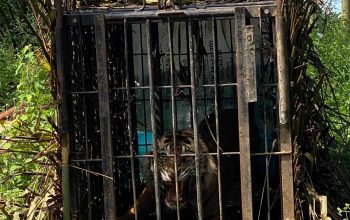 Harimau sumatera (Panthera tigris sumatrae) dalam kandang jebak yang diumpan seekor kambing. | Foto: BKSDA Sumatera Barat