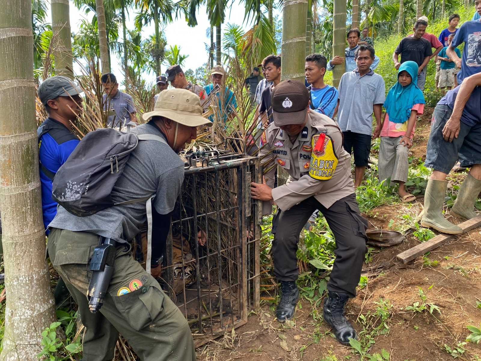 Harimau sumatera yang kemudian diberi nama Puti Malabin diamankan oleh tim gabungan. | Foto: BKSDA Sumatera Barat