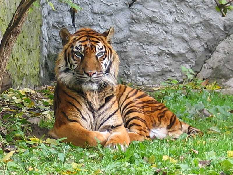 Ilustrasi harimau sumatera. | Foto: Monika Betley/Wikimedia Commons