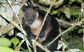 Ilustrasi kangguru pohon (Dendrolagus ursinus). | Foto: Mammal Watching