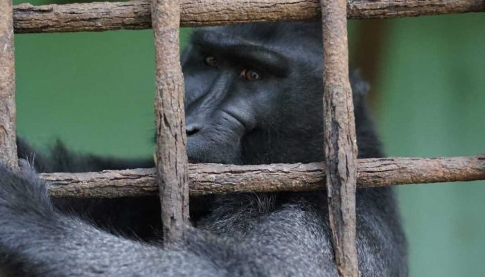 Pakan Satwa Medan Zoo Dibantu PKBSI, PUD Ajukan Perpanjangan