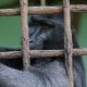 Seekor Macaca di balik kandang Medan Zoo. | Foto: Dok. Wildlife Whisperer of Sumatra