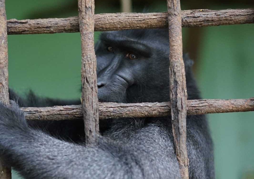 Seekor Macaca di balik kandang Medan Zoo. | Foto: Dok. Wildlife Whisperer of Sumatra