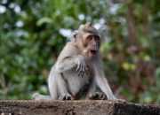 Seekor Monyet Dievakuasi dari Rumah Warga di Bantul