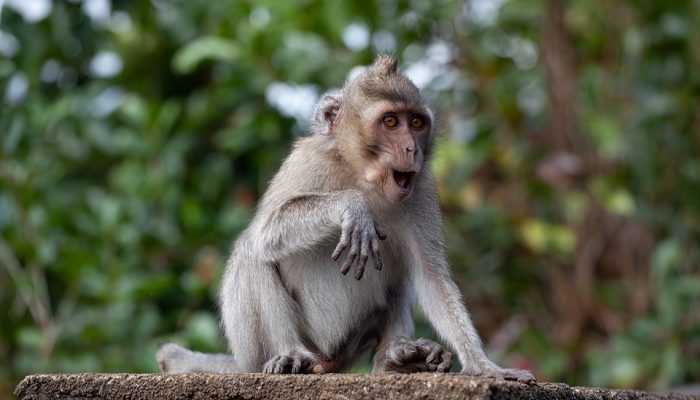 Seekor Monyet Dievakuasi dari Rumah Warga di Bantul