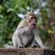 Ilustrasi monyet ekor panjang (Macaca fascicularis). | Foto : TheOtherKev/Pixabay