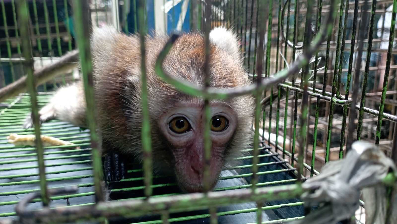 Potret monyet ekor panjang di balik jeruji. | Foto: Bayu Nanda/Garda Animalia