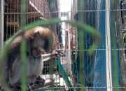Jual Konten Penyiksaan Monyet, Pria Asal Singkawang Dibekuk Polisi