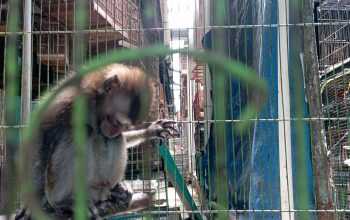 Ilustrasi Macaca fascicularis, primata yang kerap dijadikan objek penganiayaan. | Foto: Bayu Nanda/Garda Animalia