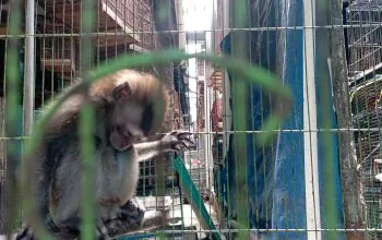 Jual Konten Penyiksaan Monyet, Pria Asal Singkawang Dibekuk Polisi