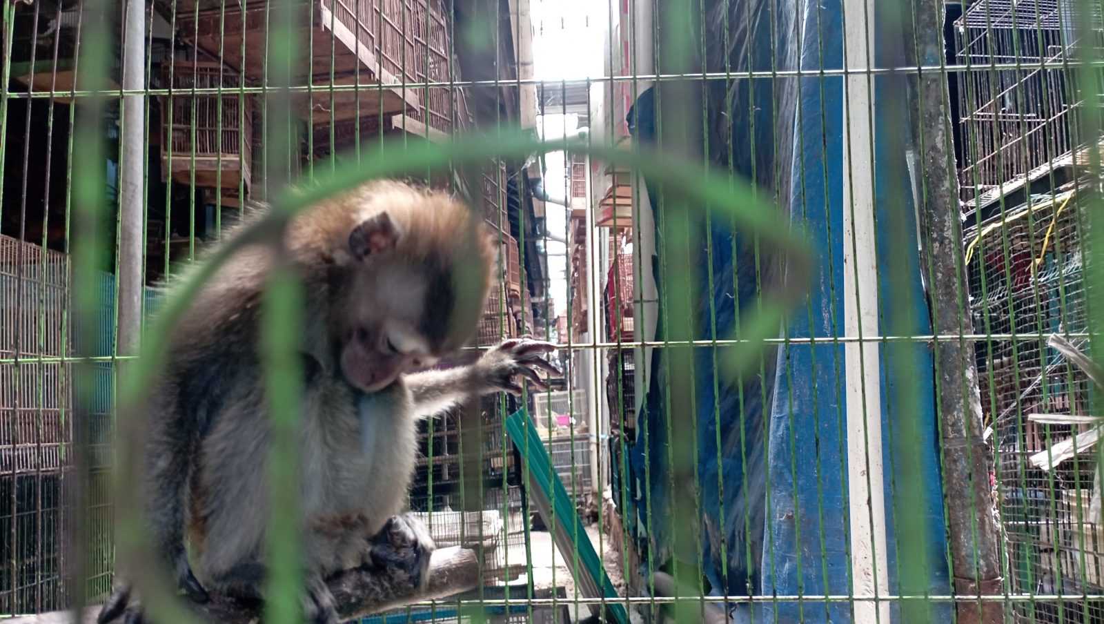 Satu monyet ekor panjang meringkuk di dalam kandang. | Foto: Bayu Nanda/Garda Animalia