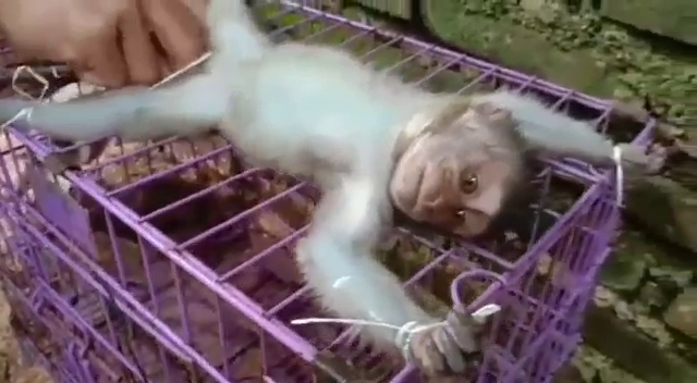 Tangkapan layar video penyiksaan bayi monyet. | Foto: Istimewa