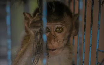 Seekor bayi monyet ekor panjang (Macaca fascicularis) di dalam kerangkeng. | Foto: Animal Friends Jogja/Action for Primates melalui Sarah Kite.