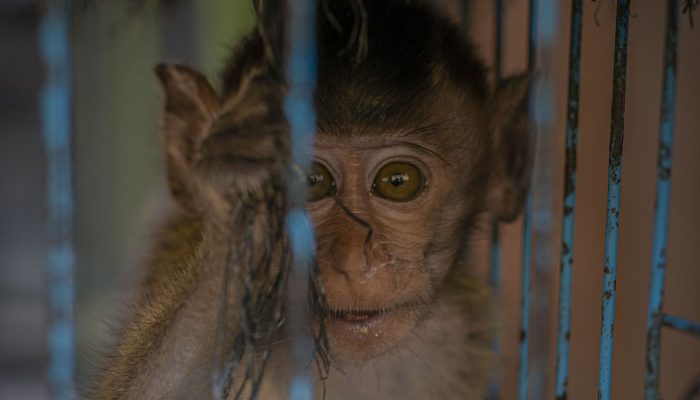 Kabar Teranyar setelah Setahun Lebih Grup Penyiksa Monyet Terungkap