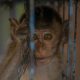 Seekor bayi monyet ekor panjang (Macaca fascicularis) di dalam kerangkeng. | Foto: Animal Friends Jogja/Action for Primates melalui Sarah Kite.
