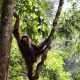 Salah seekor orangutan kalimantan (Pongo pygmaeus) yang dilepasliarkan di Taman Nasional Betung Kerihun dan Danau Sentarum (TNBKDS), Kalimantan Barat, Jumat (26/1/2024). | Foto: PPID KLHK