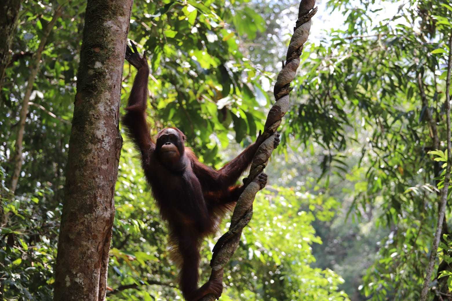 Salah seekor orangutan kalimantan (Pongo pygmaeus) yang dilepasliarkan di Taman Nasional Betung Kerihun dan Danau Sentarum (TNBKDS), Kalimantan Barat, Jumat (26/1/2024). | Foto: PPID KLHK