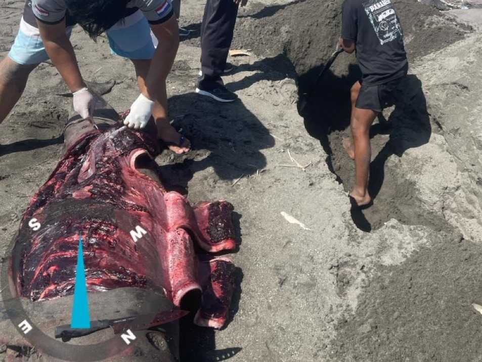 Setelah ditemukan, proses nekropsi dan penguburan paus sperma kerdil dilakukan di lokasi penemuan. | Foto: BKSDA Bali